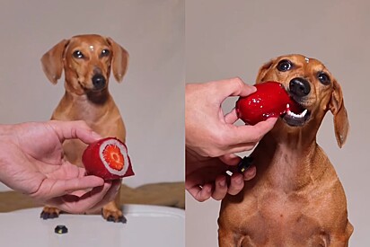 Na trend do morango do amor, influenciador cria receita com ingredientes próprios para pets