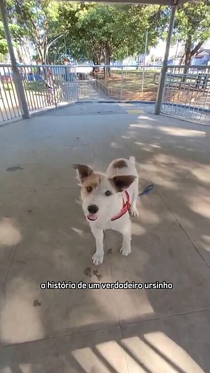 O cachorrinho Olaf está em busca do seu lar para sempre.
