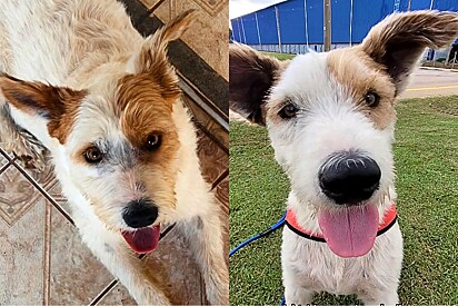 Cachorro com cara de ursinho sempre se arruma para feiras de adoção mas nunca é notado.
