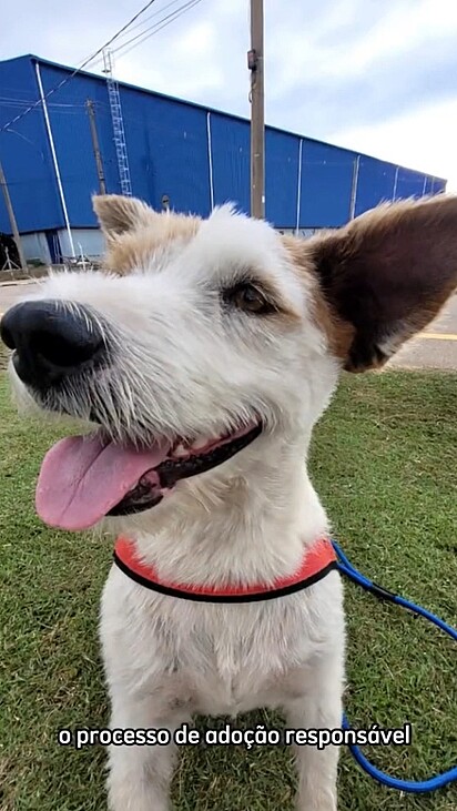 O cachorrinho Olaf foi resgatado em péssimas condições.