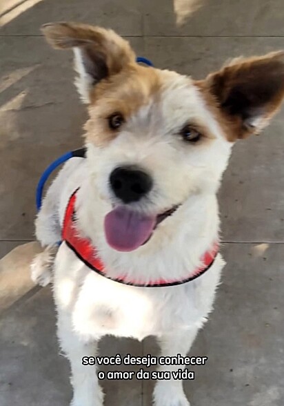O projeto Hyppet está ajudando o cachorrinho Olaf a encontrar a sua família para sempre.