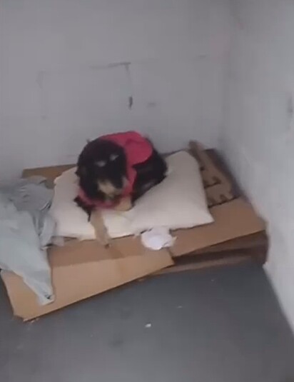 Duck foi levado para um abrigo de animais, onde espera por um lar.