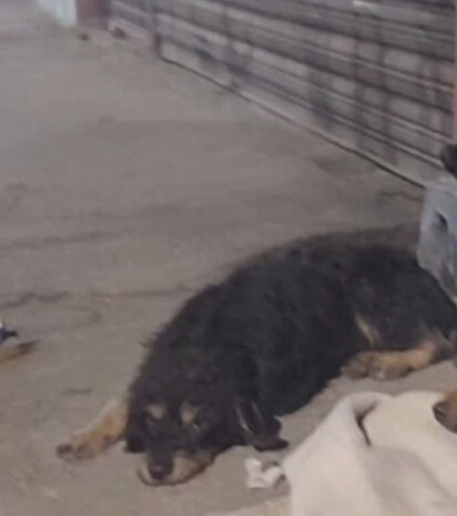 O cão foi encontrado na porta de uma festa junina.