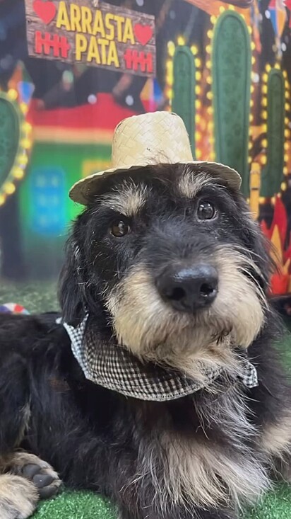 Duck, um cão ‘estopinha’ vestido de caipira.