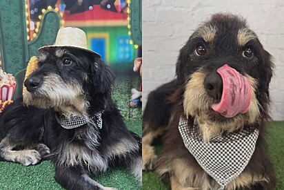 Cachorro estopinha que se vestiu de caipira em evento de adoção mas não recebeu nenhum interessado é levado para abrigo