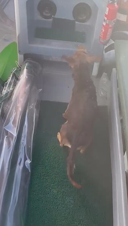 O momento em que Renato colocou a cachorrinha no barco.