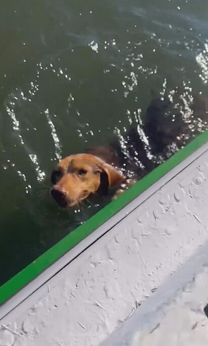 Na água, completamente sozinha, estava uma cachorrinha.