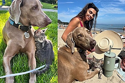 Spetzy se tornou melhor amiga de Tata, um dos cães resgatados da casa.