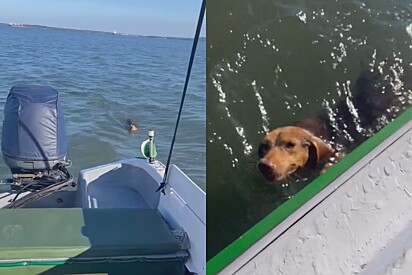 Marinheiro avista pequeno rosto caramelo se mexendo em alto mar, e ao se aproximar resgata a cachorrinha mais fofa