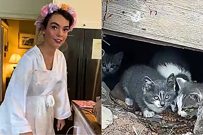 Casamento de noiva se transforma em conto de fadas da Disney quando gatinhos aparecem de repente.