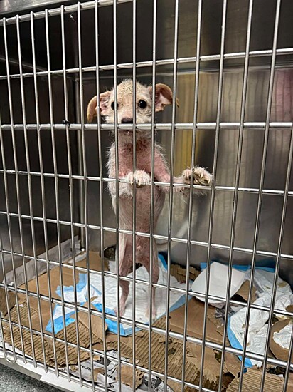 O cão foi acolhido e pode se recuperar em um lar.