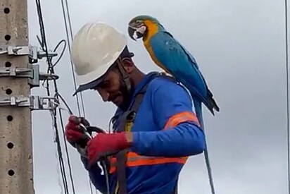 André não se sentiu incomodado com a presença da ave.
