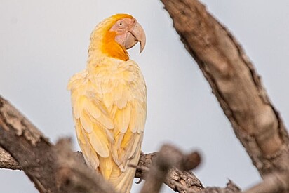 Arara rara foi avistada no Tocantins.
