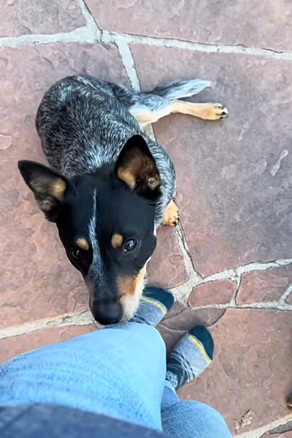 Ellie, a outra cachorrinha da casa, aprendeu com Leo a cutucar.
