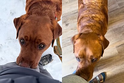 Labrador é reprovado como cão de serviço por excesso de cutucões e isso se torna o seu maior charme