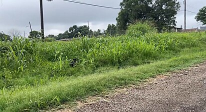 O cão foi encontrado à beira da estrada.