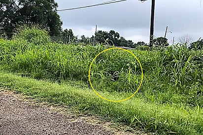 Equipe de resgate freia bruscamente após encontrar focinho tremendo próximo a rodovia.