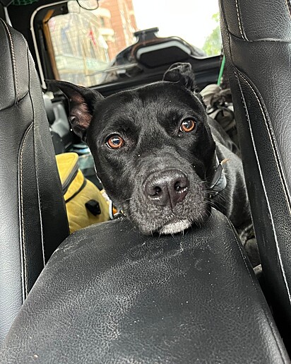 O cão foi resgatado pelo abrigo de animais Stray Rescue of St. Louis.