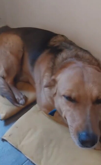 O cão, um vira-lata caramelo de quatro anos, ouvia tudo em silêncio.