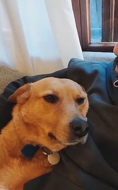 O cãozinho parecia entender que tinha aprontado.