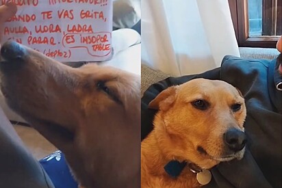 Homem encontra carta reclamando de seu cachorro caramelo e resolve ter conversa séria com animal