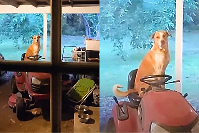 Cachorro vira-lata aparece na varanda da casa da família e volta um dia com um bebê.