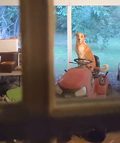 Meagan King encontrou um cachorro na varanda de sua casa.