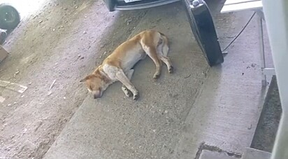 O cachorrinho Roman dormindo no pátio de casa.