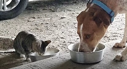 O cachorrinho Roman fez amizade com uma gatinha.