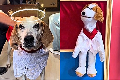 O Johnny é maravilhoso! Cachorro coroinha faz sucesso e vira personagem de teatro de fantoches.