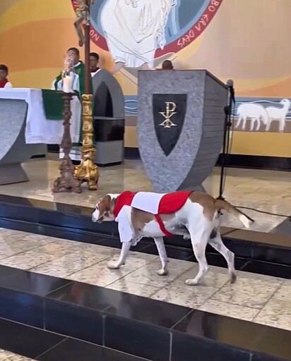 O cachorrinho Johnny se tornou o CÃOroinha da igreja.