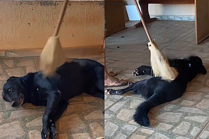 Me varre que não quero casar: Cachorro que adora ser varrido atrapalha faxina e vira sucesso online.