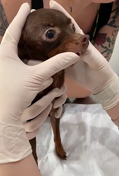O cachorro Boquinha estava com muitas fraturas na boca.