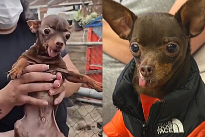 Conheça o Boquinha, pinscher resgatado de canil clandestino que teve final feliz graças a ajuda de dentista de animais