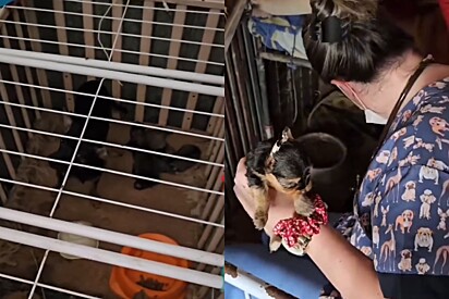 Mais de 30 cães estavam vivendo em condições completamente precárias. 