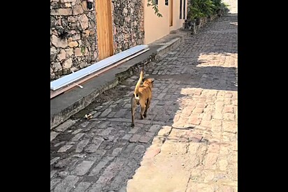 Turista pede informação para morador local e recebe a melhor indicação de guia turístico: um vira-lata caramelo.