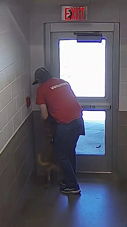 O cão estava muito eufórico.