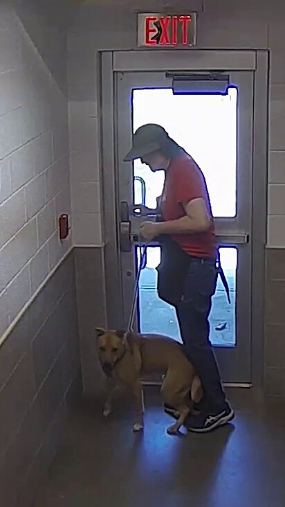 O cão queria sair para o quintal o mais rápido possível.
