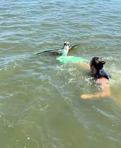 Gavin, um dos amigos no barco, pulou na água e nadou até a ave.