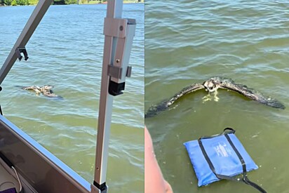 Durante passeio tranquilo de barco, grupo de amigos salva águia-pesqueira à deriva em lago nos EUA