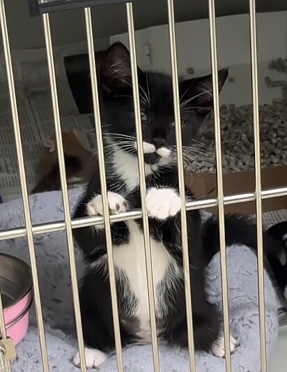 Kerby é um gatinho muito carinhoso.