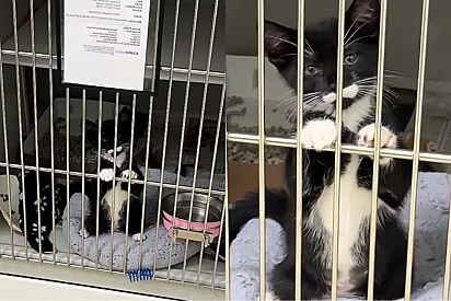 Em abrigo de animais, gato frajolinha coloca as patinhas em grade implorando para ser notado.