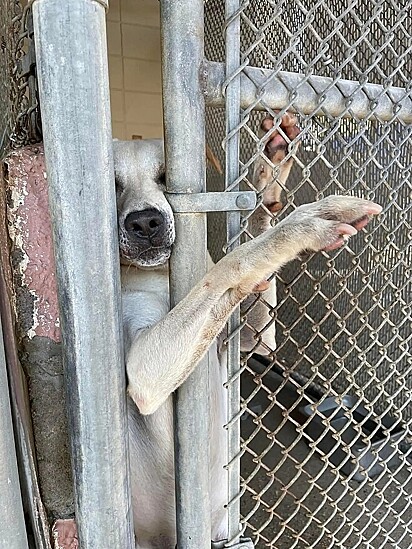 O cachorrinho Lancer estendendo a patinha para chamar a atenção de um adotante.