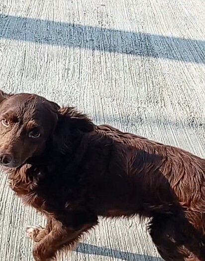 O cachorrinho Tody levou para casa um pacote de muçarela.