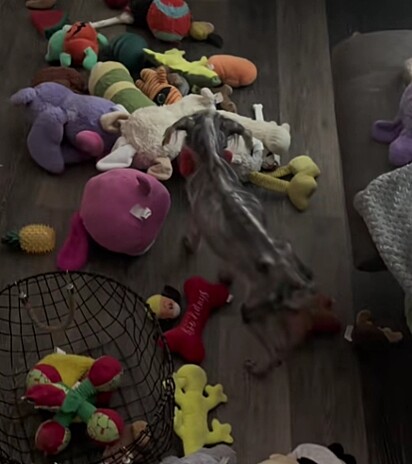 Hazel escolhendo um brinquedo, enquanto se recuperava.