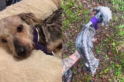 Sem forças nem mesmo para caminhar, cachorrinha encontrada em pele e osso é salva de gaiola achada em imóvel