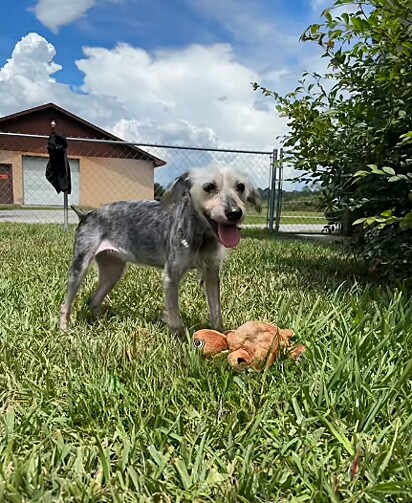 A cachorrinha após ganhar cerca de 4,5 kg.