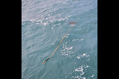 Pedaço de madeira no meio do mar chama atenção de surfista e revela pequeno ser que precisava de ajuda.