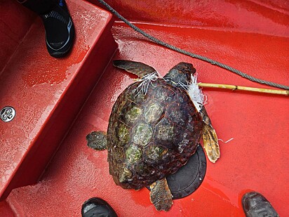 A tartaruga estava presa ao tronco por um nó de plástico que envolvia suas nadadeiras.