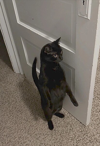 Luna em duas patas, como um suricato.